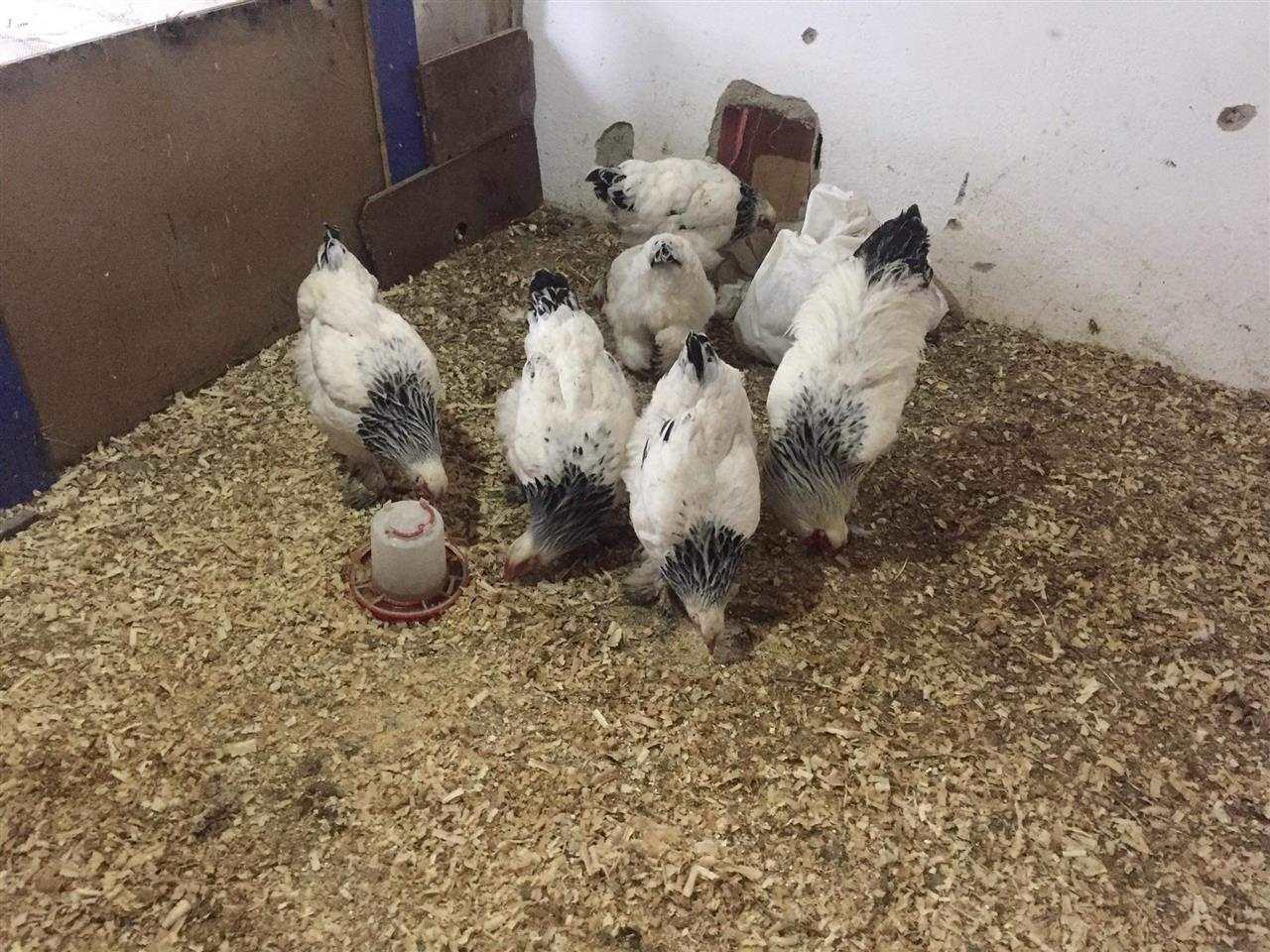 Brahma