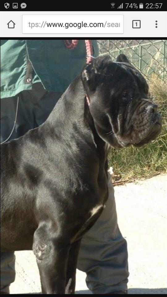 cane-corso