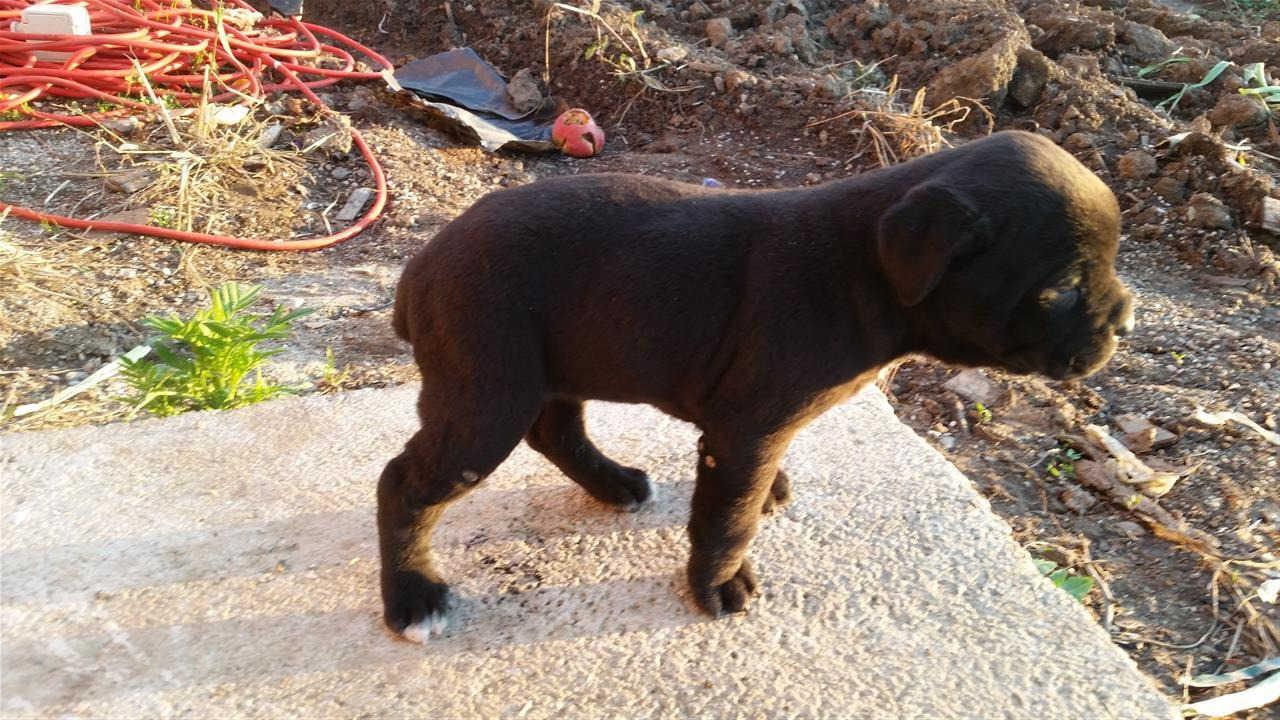 Cane-corso