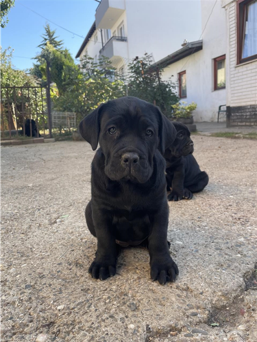 Cane corso
