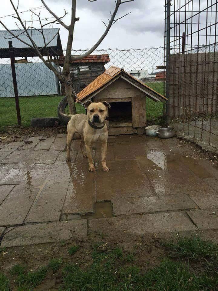 Pitbull
