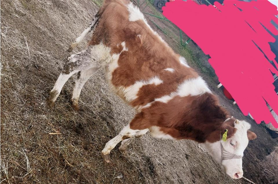 Mshtjerra