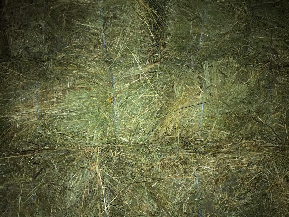 Dujte-e-detelines