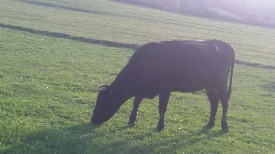 Shes-lopen