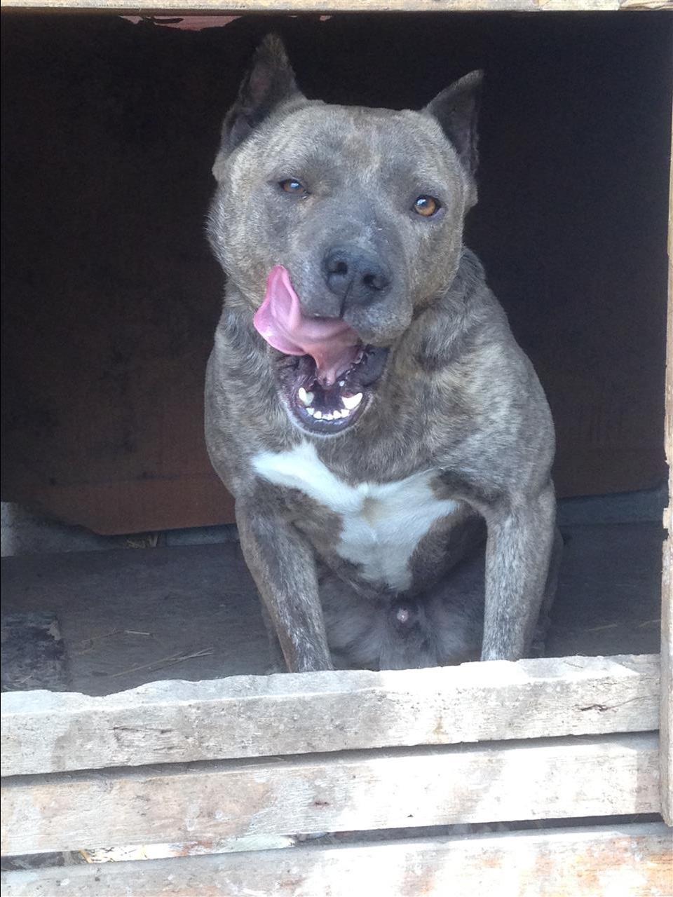 Pitbull
