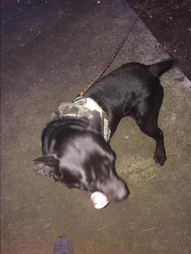 Cane cors