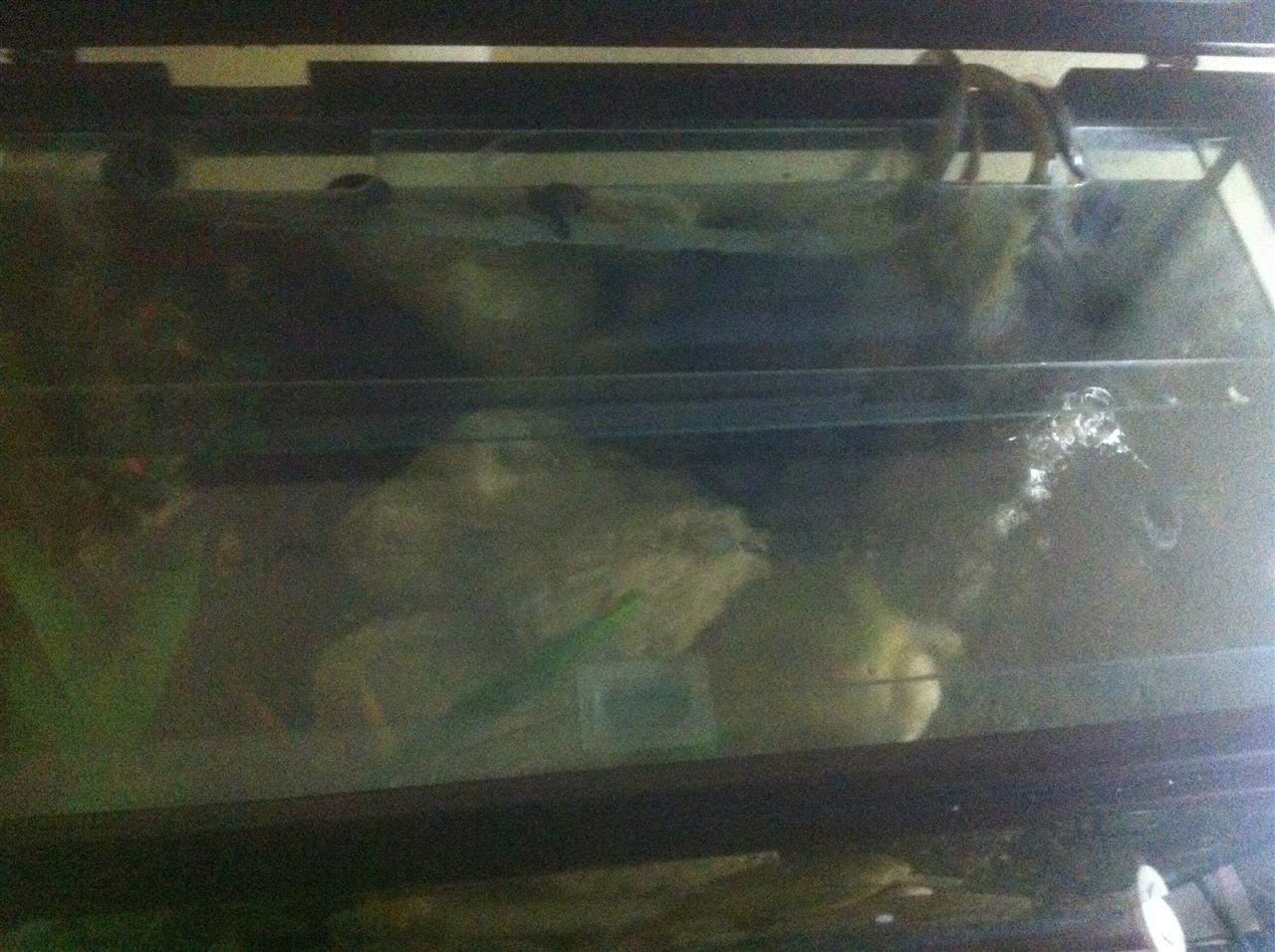 Akvariumi