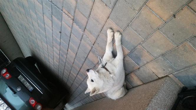 hasky