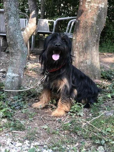 Terrier