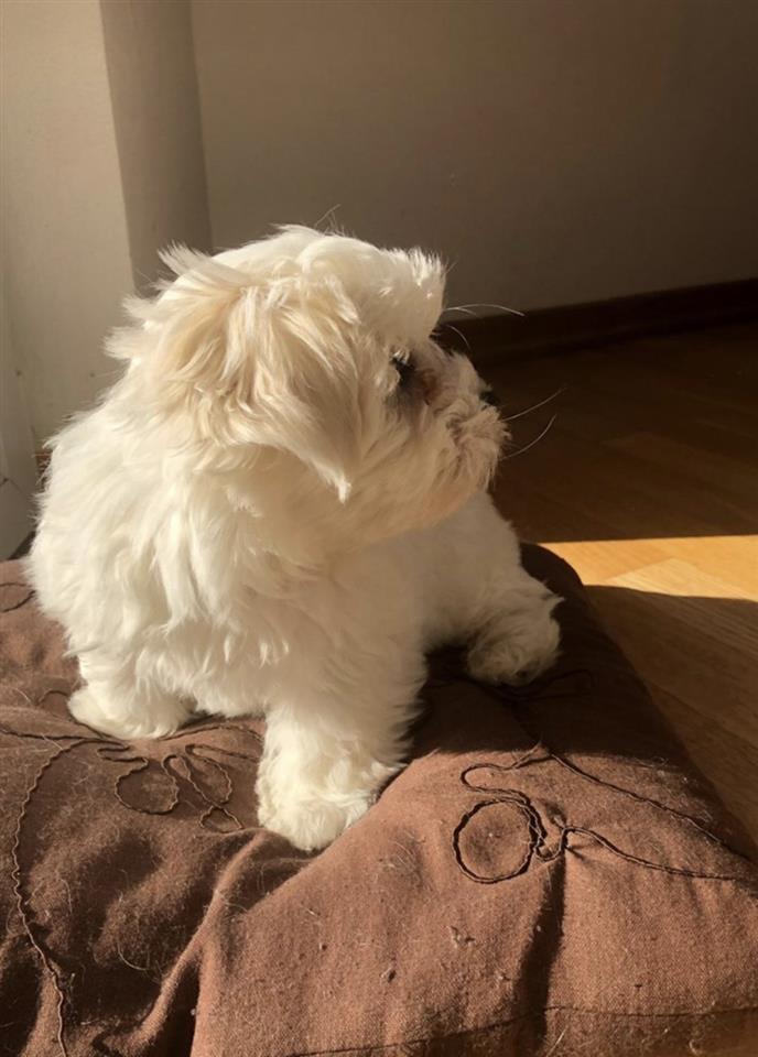 Maltezer