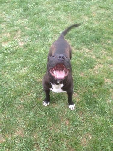 Pitbull