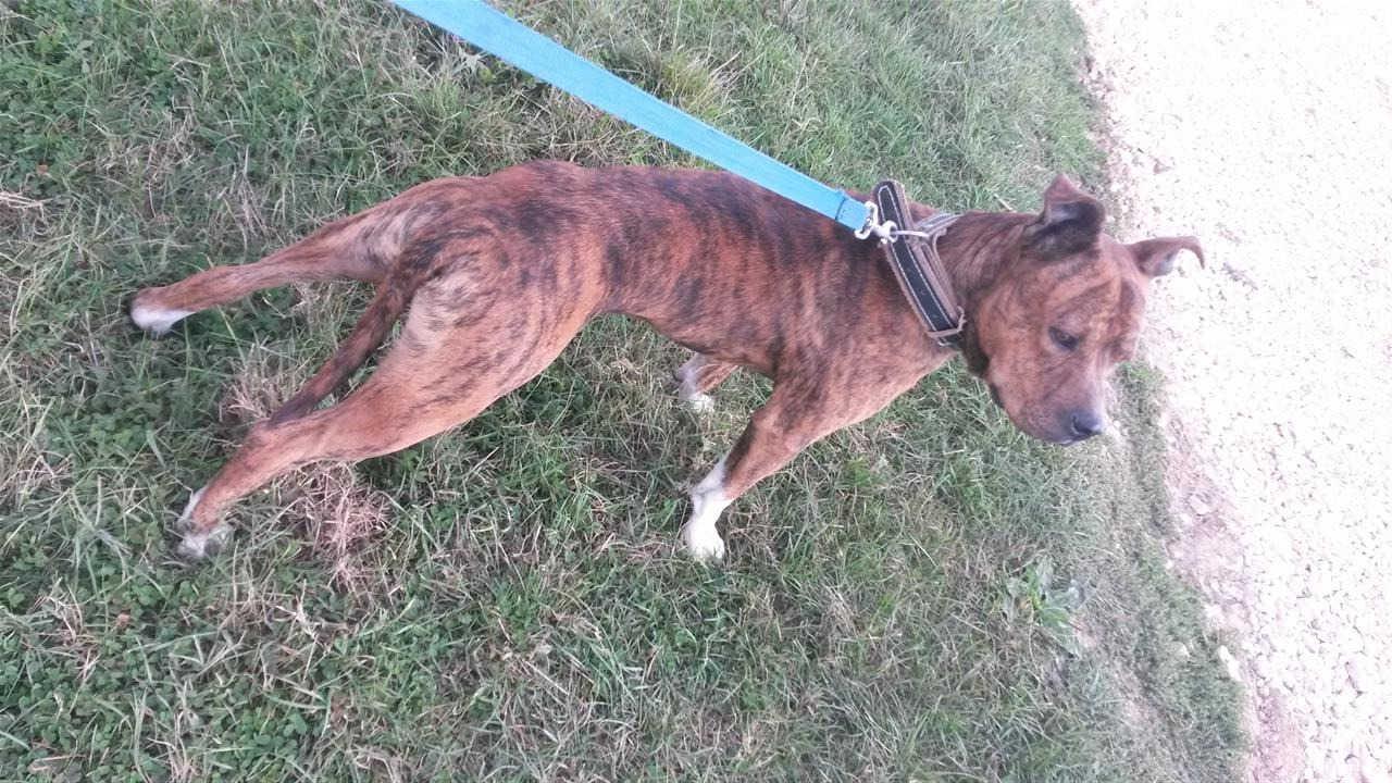 -Pitbull-Tigras