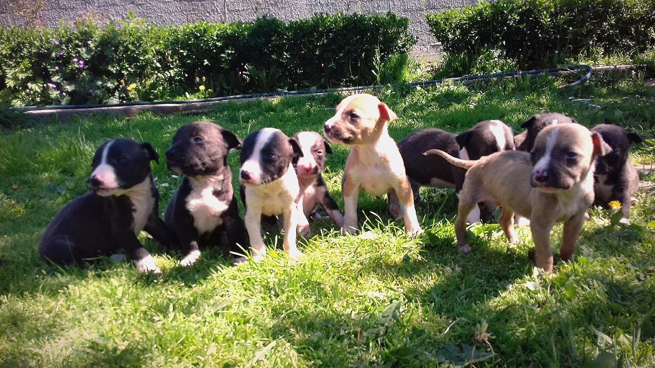 Pitbull