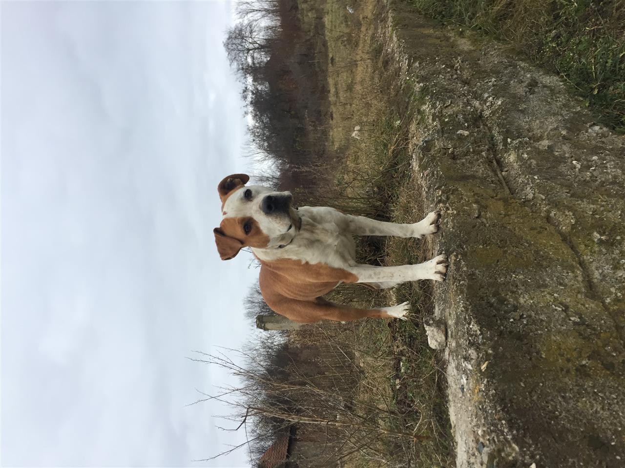 Shitet-pitbulli-