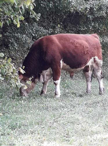 Bika