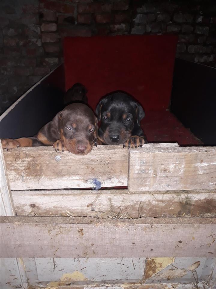 Doberman