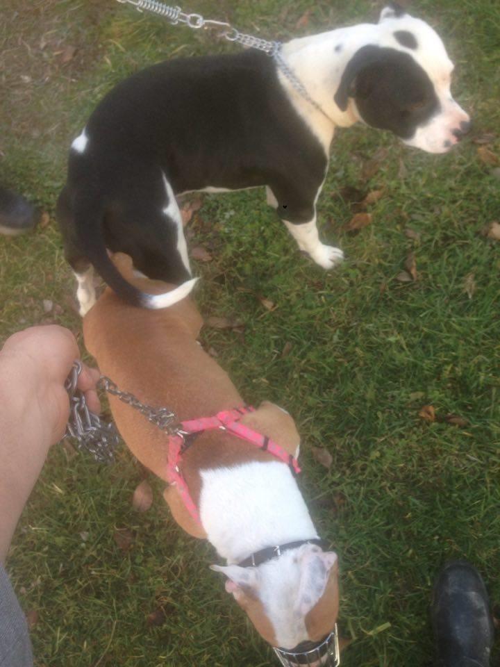 Pitbulla-