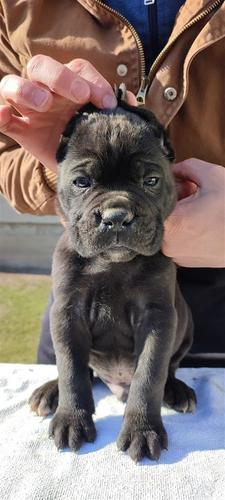 Cane Corso