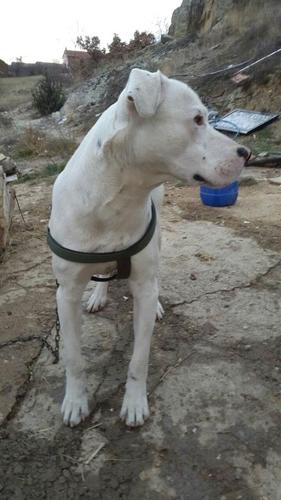 Dog argentin