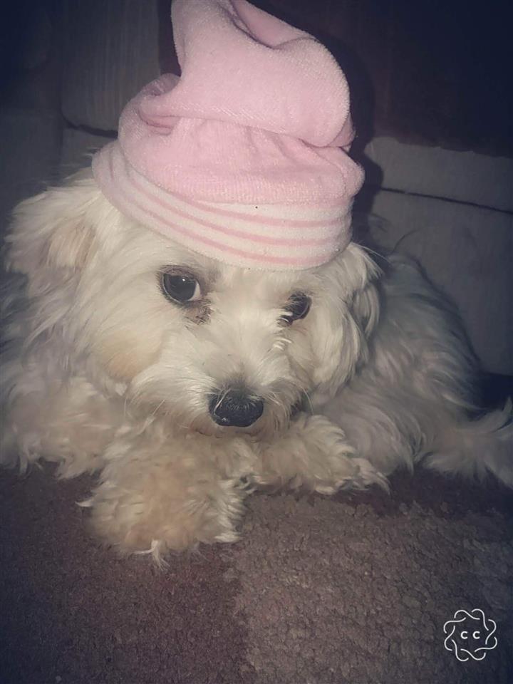 Maltezer-