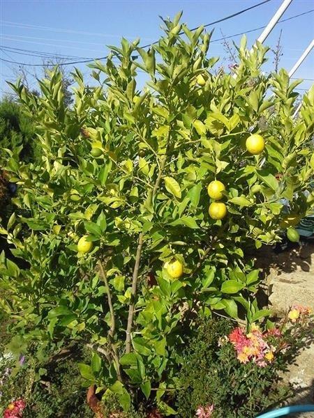 Limon