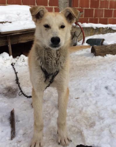 Husky