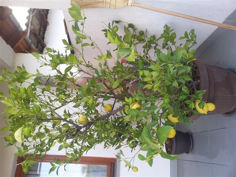 limon