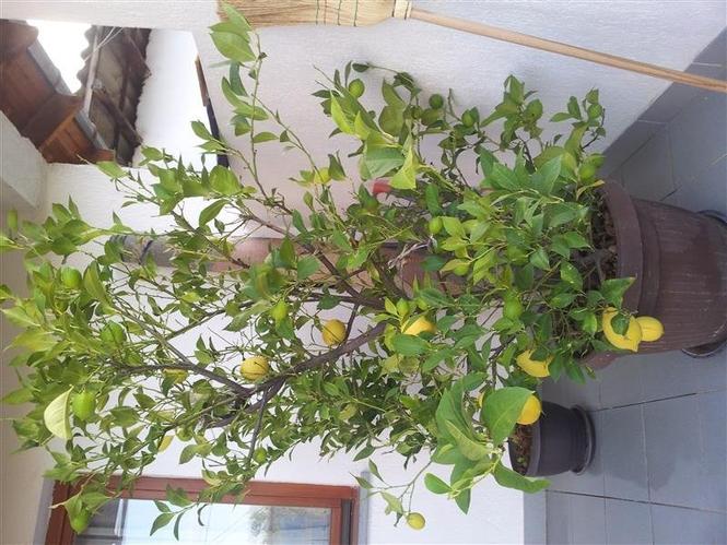 limon