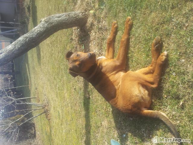 Pitbull