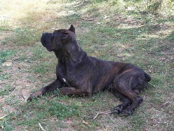 Cane Corso klysht