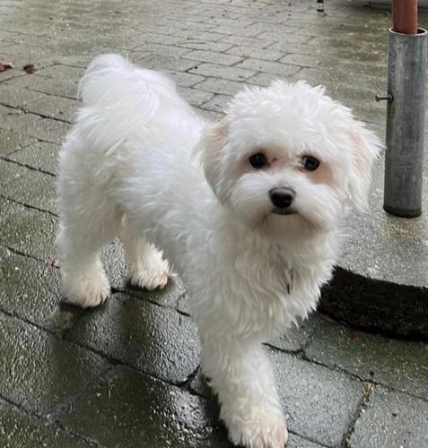 Maltezer