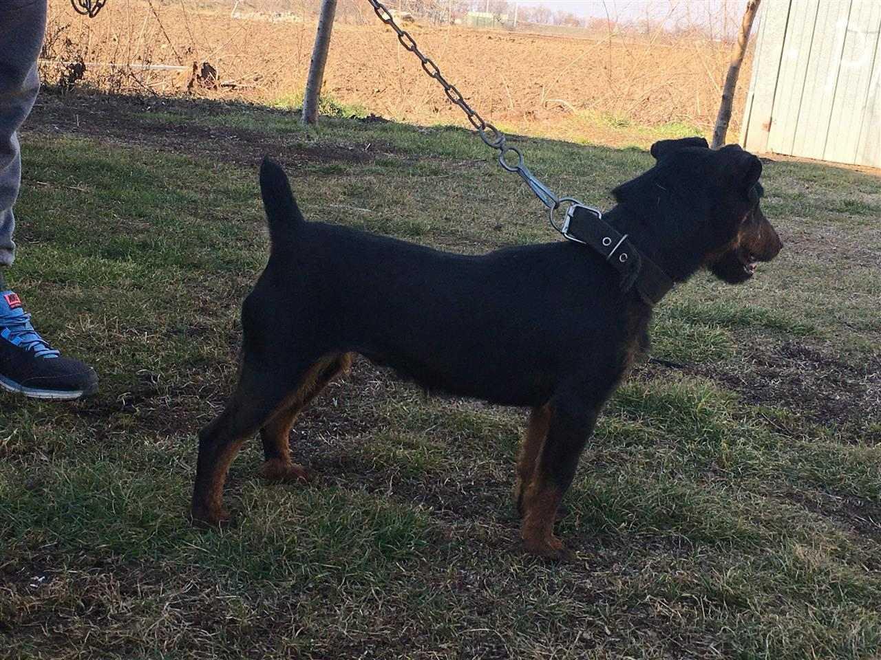 SHITEN-TERRIERAT