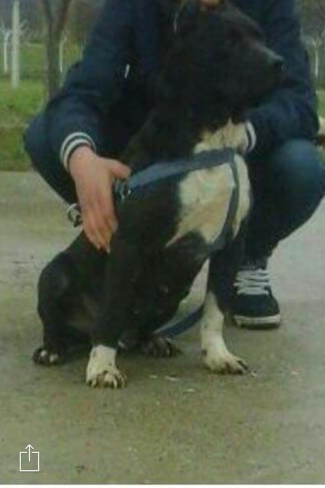 Pitbull