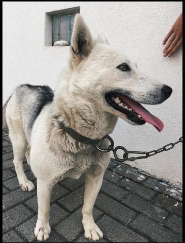 Husky