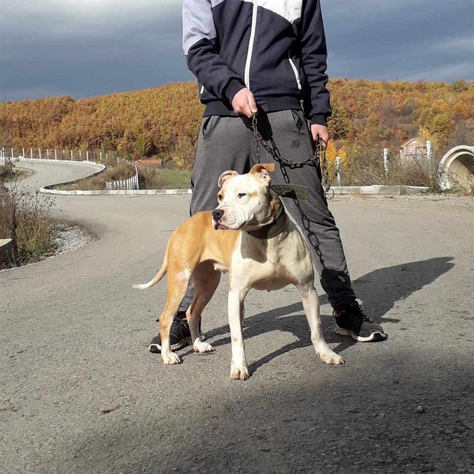 Pitbull