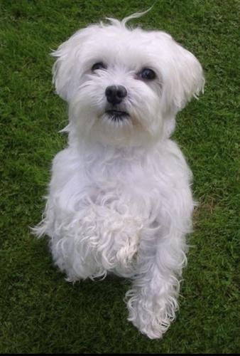 Mini Maltezer