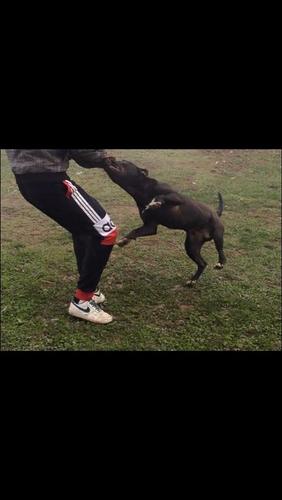 Pitbull