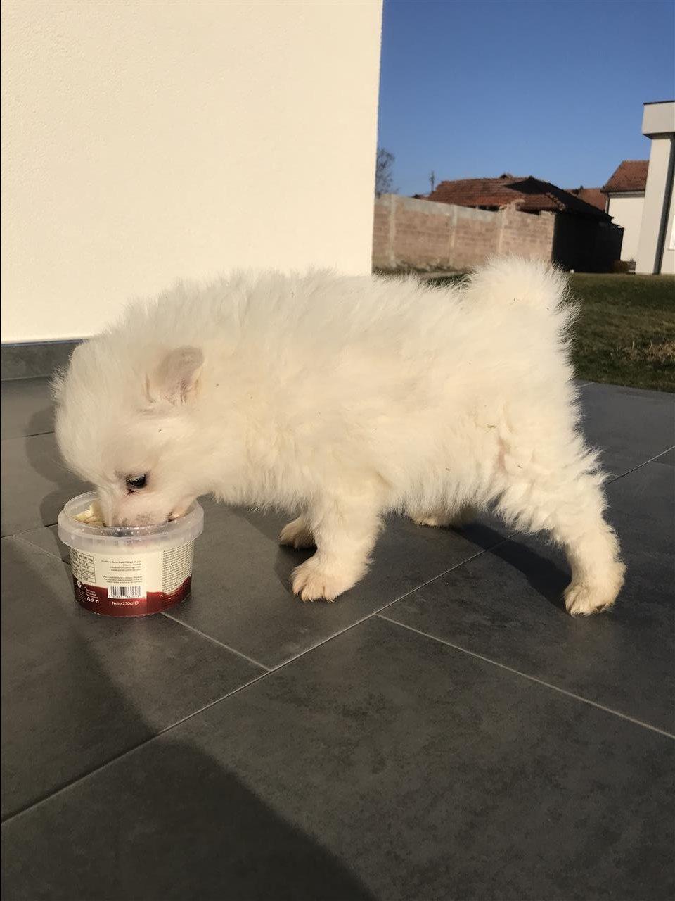 Minispitz-
