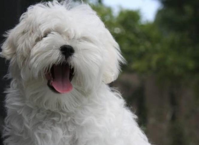 Mini Maltezer