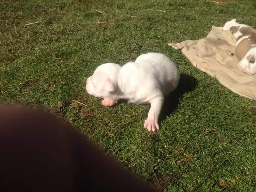 Pitbull