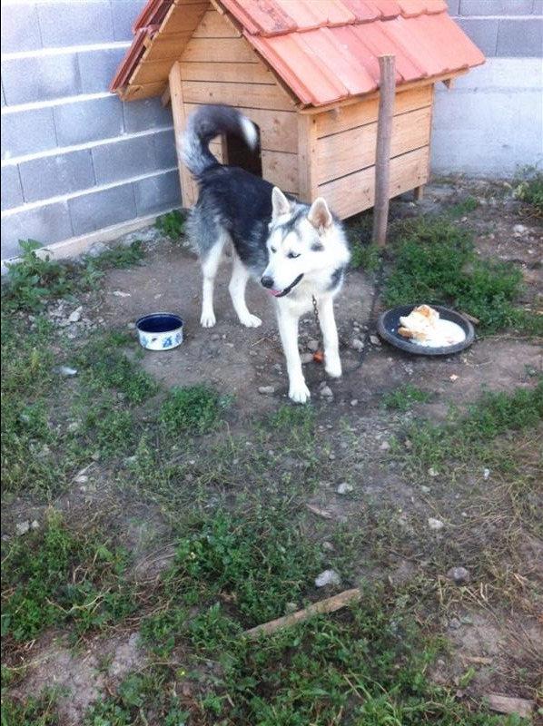hasky