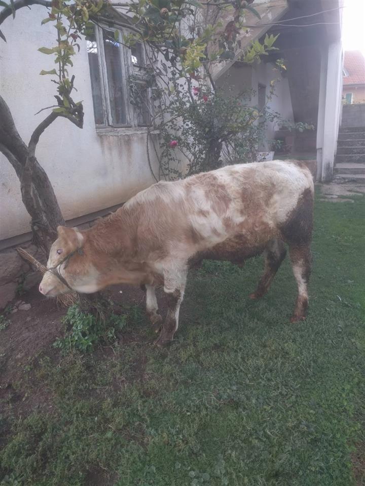 Viqi-