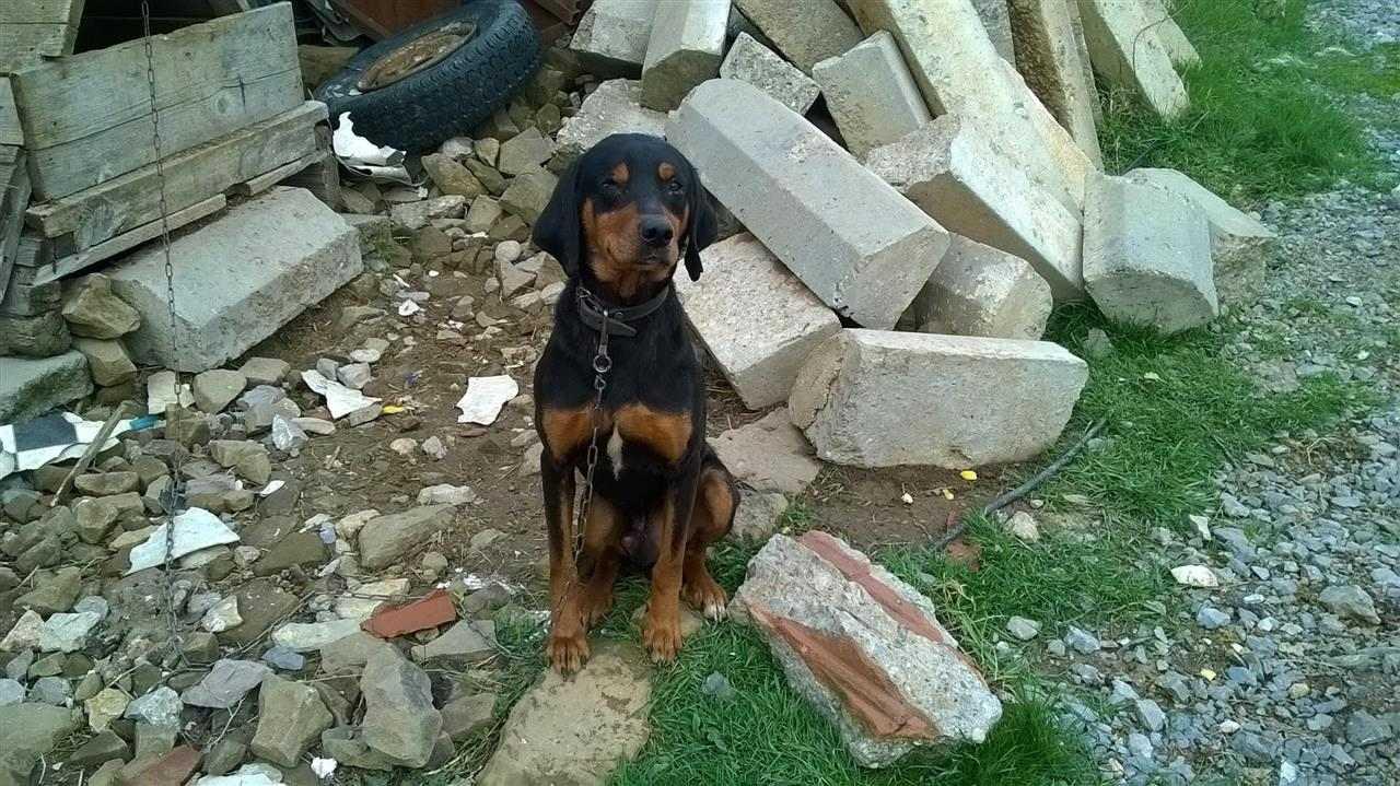 zagari
