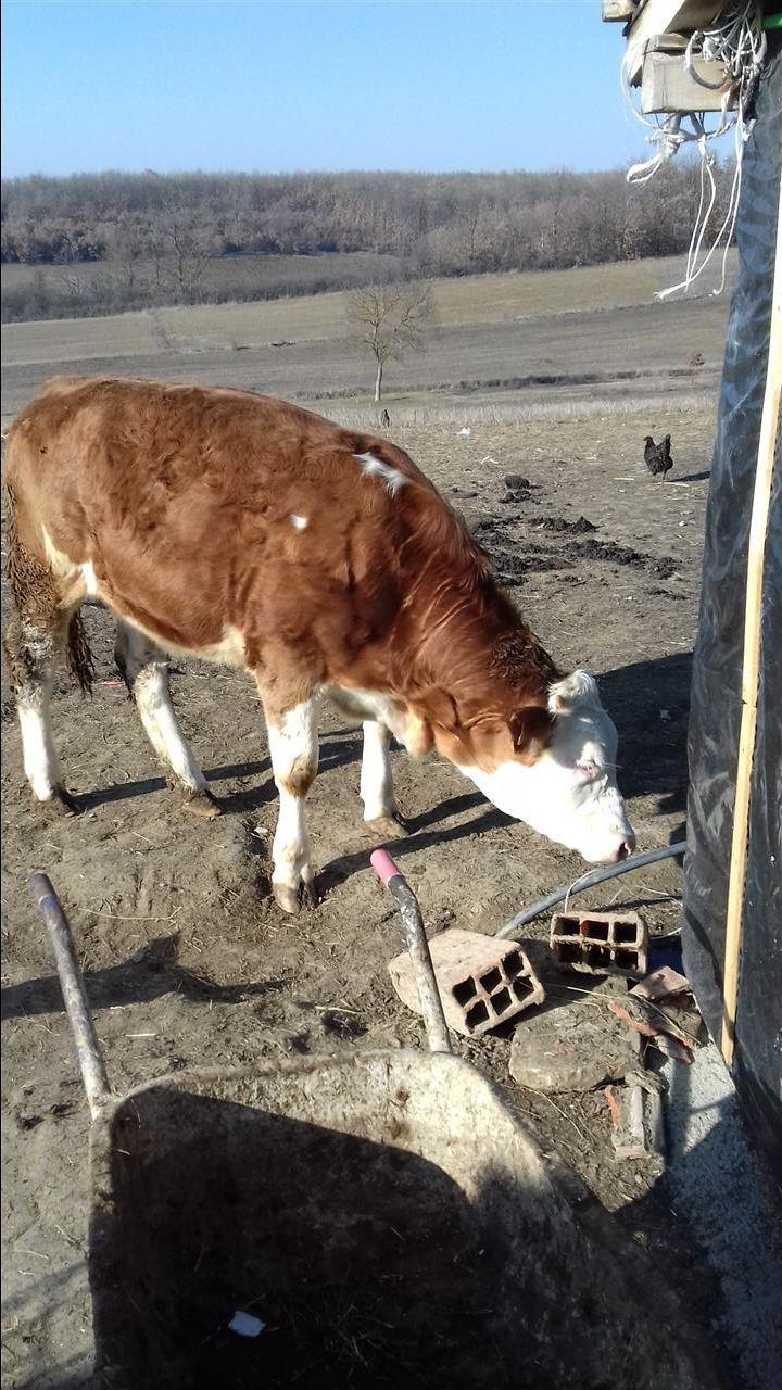 Mushtjerr