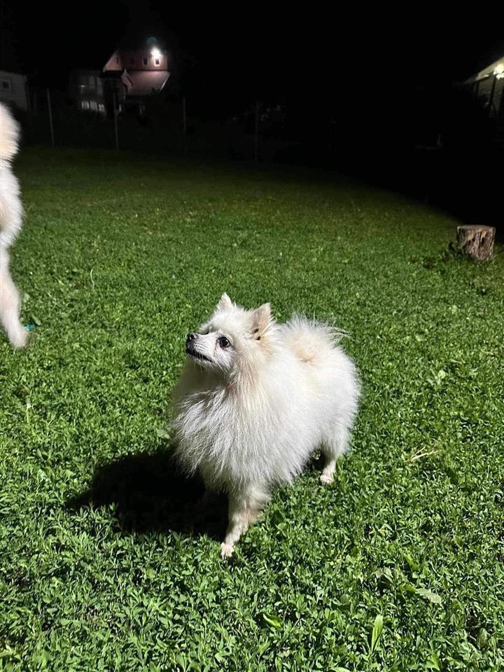 Shitet-mini-shpicat