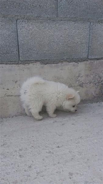 Shiten-klysht-e-races-German-Spitz
