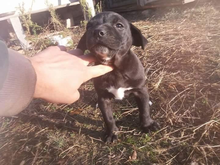 Pitbull