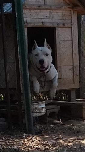 Dogii 