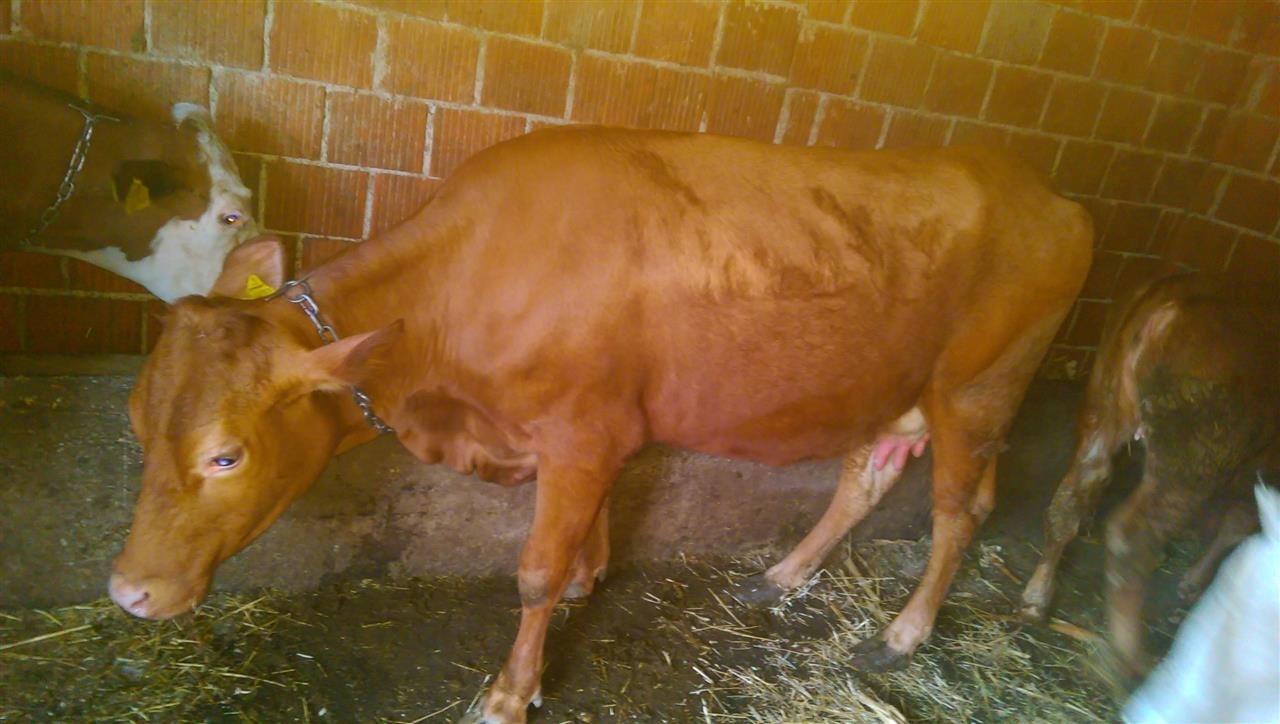 Lopa