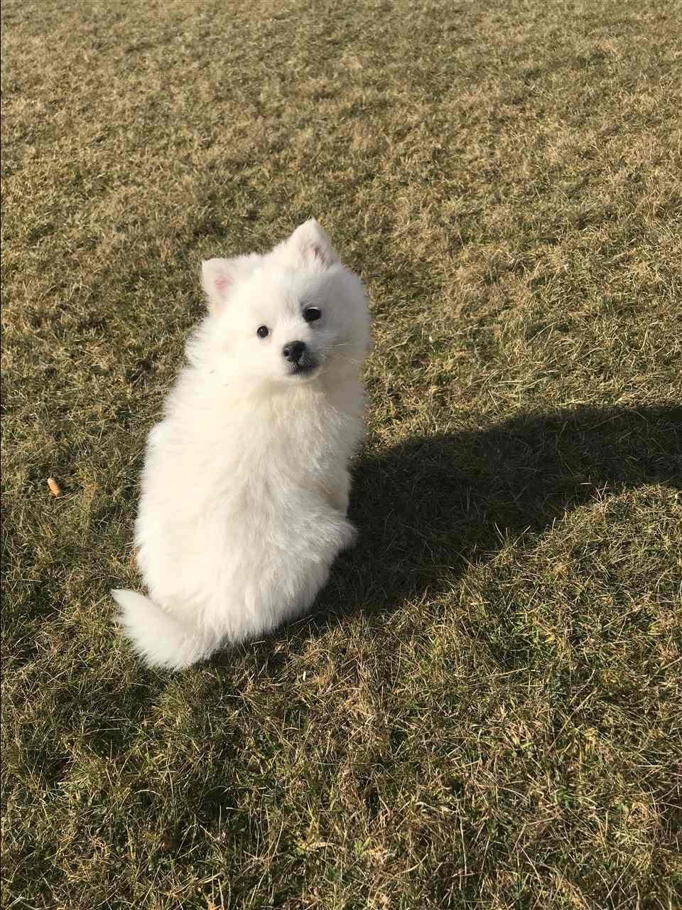Minispitz-minishpic-